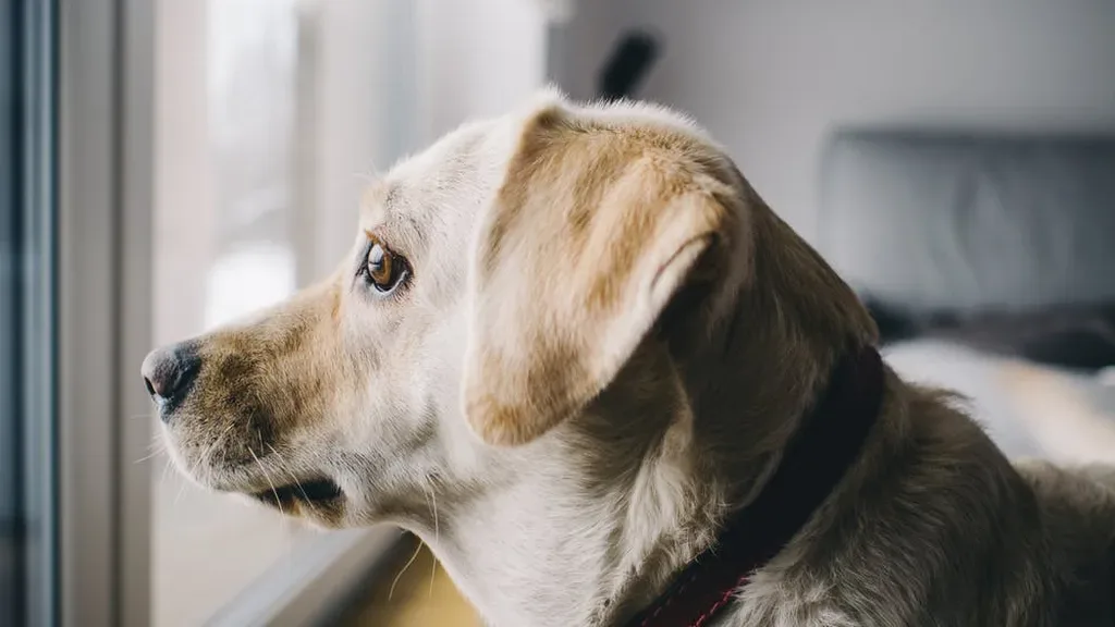 A calm dog looking through a bright window