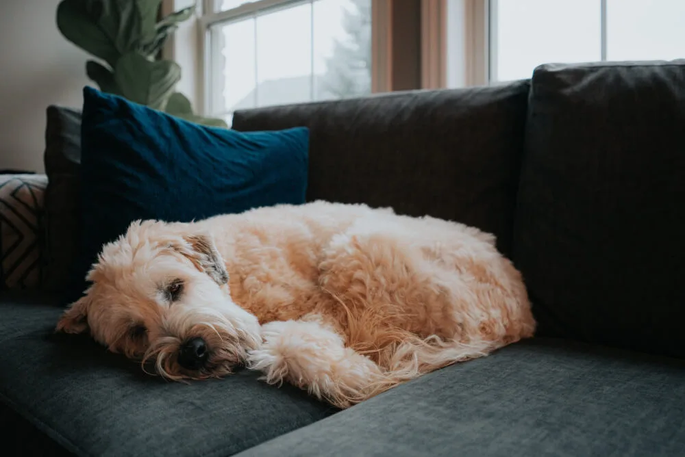 A dog sleeping comfortably on a couch