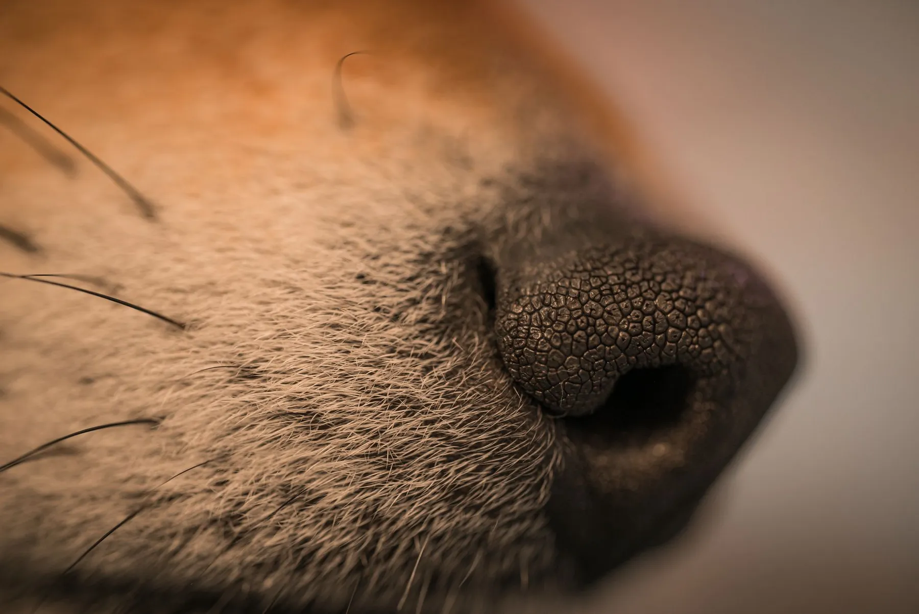 A close view of a dog's nose and fur