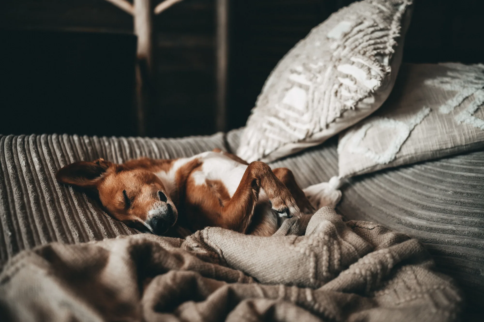A person and dog relaxing together under soft linen bedding