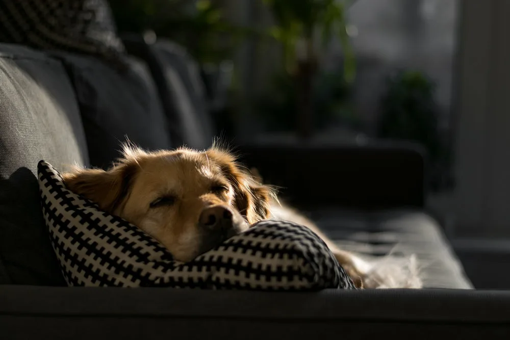 A small dog resting peacefully in a woven bed