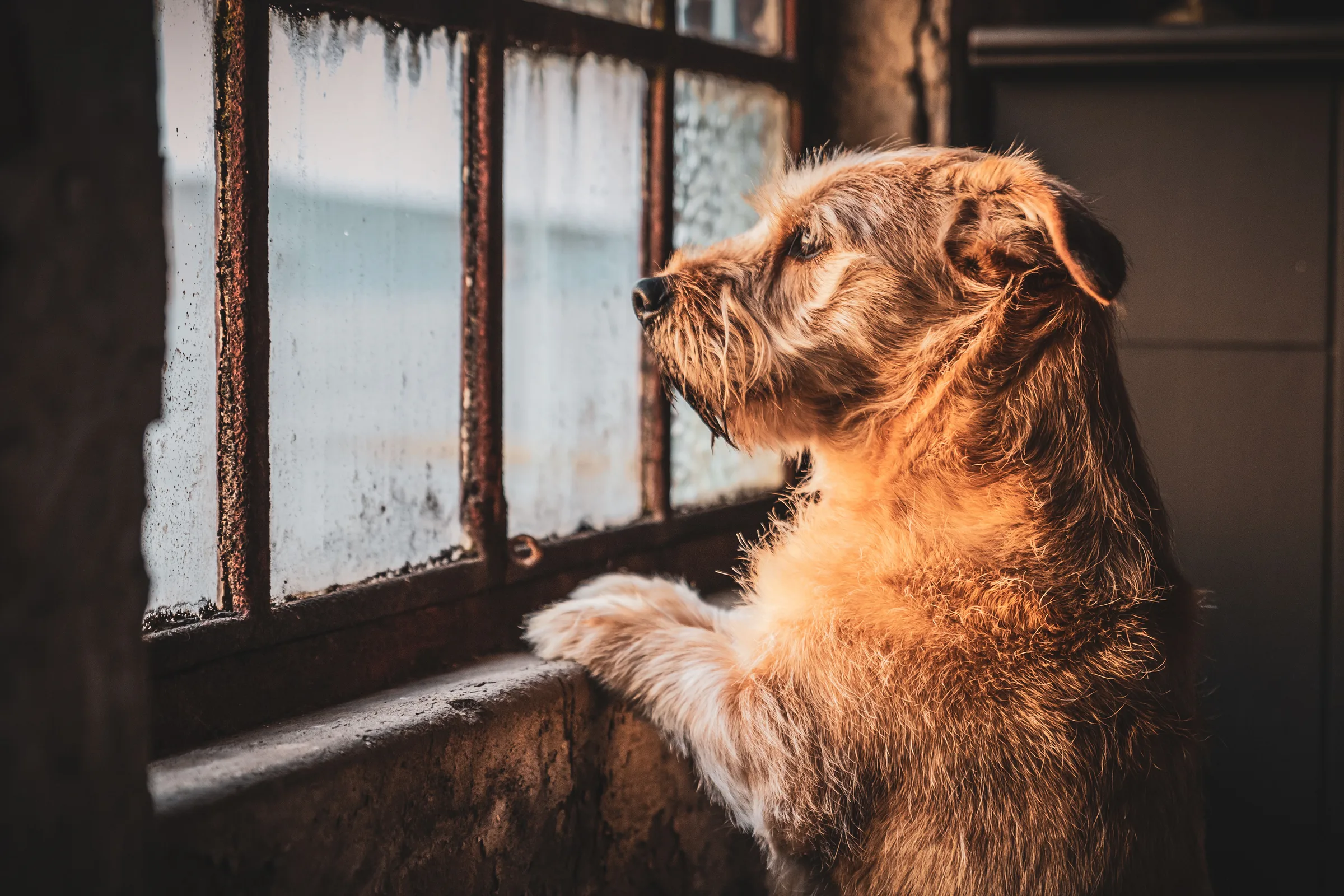 A dog resting its paws at a window in warm morning light